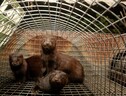 Al via petizione dei cittadini Ue contro la produzione di pellicce (ANSA)