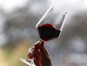 Regioni italiane unite in Ue contro l'etichetta sul vino (ANSA)