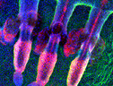 Cellule della pelle prelevate dalla coda di un topo (fonte: Claire Cox e Michaela Frye, Wellcome Trust Centre For Stem Cell Research, University of Cambridge) (ANSA)