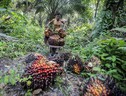 Competere, 'l'olio di palma in controtendenza su deforestazione' (ANSA)