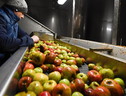 Ottimo avvio per le mele, raccolto da 1,8 mln di tonnellate (ANSA)