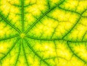 Imitano la fotosintesi le tecnologie della chimica verde (fonte: Pxfuel) (ANSA)