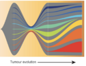 Ogni linea colorata rappresenta una diversa 'bandierina' di Dna: quando il tumore evolve, alcune cellule diventano dominanti, mentre le altre vengono eliminate grazie alle terapie somministrate (Fonte: Garvan Institute of Medical Research) (ANSA)