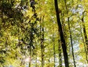 Le foreste possono essere un’arma preziosa contro il cambiamento climatico in atto, ma la loro capacità di sequestrare e immagazzinare anidride carbonica dipende anche da come vengono gestite (Fonte: Gina Marano) (ANSA)