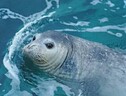 Femmina adulta di foca monaca (fonte: Emanuele Coppola - Università di Milano-Bicocca) (ANSA)