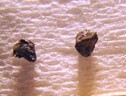 Frammenti della roccia Ipazia (fonte: Università di Johannesburg) (ANSA)