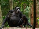 Il linguaggio degli scimpanzé più complesso del previsto (fonte: © Liran Samuni, Taï Chimpanzee Project) (ANSA)