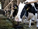 Greenpeace, 'una farsa escludere i bovini da norme Ue emissioni' (ANSA)