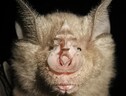 Il pipistrello ferro di cavallo vive in gruppo e può raggiungere i 30 anni di età (fonte: Pingfen Zhu) (ANSA)