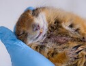 Gli scoiattoli di terra artici vanno in letargo per otto-nove mesi l’anno senza mangiare, entrando in un vero e proprio stato di ibernazione (fonte: Todd Paris, University of Alaska) (ANSA)