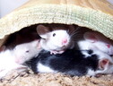 Ottenuti topi con due padri biologici, sono sani e fertili (fonte:  Polarqueen on en.wikipedia) (ANSA)