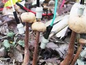 Gli autori dello studio hanno attaccato elettrodi ai funghi trovati nella foresta, monitorandoli per circa due giorni (fonte: Yu Fukasawa/Tohoku University) (ANSA)