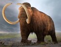 Rappresentazione artistica di un mammut (fonte: Wikimedia Commons) (ANSA)