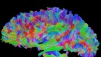 Scoperta nel cervello area chiave per consolidare i ricordi (ANSA)