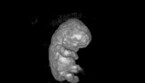 L'ologramma di un embrione nell'utero, a 8 settimane (fonte: Carsten Pietersma, Erasmus) (ANSA)