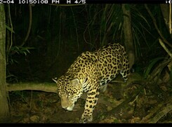 Un giaguaro ripreso da una fototrappola (fonte: WCS Ecuador) (ANSA)