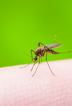 Yellow Fever, Malaria or Zika Virus Infected Mosquito Insect Macro on Green Background (ANSA)