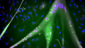 Stem cells from bovine muscle (Credit: Andrew Stout, Tufts University) (ANSA)