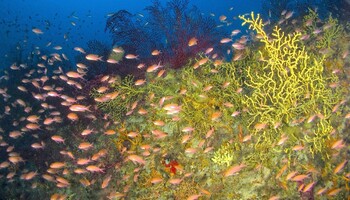A Ischia spunta un 'giardino segreto' nell’area marina protetta (ANSA)