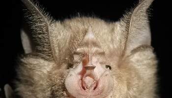 Il pipistrello ferro di cavallo vive in gruppo e può raggiungere i 30 anni di età (fonte: Pingfen Zhu) (ANSA)