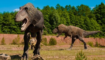  I T-rex vissuti sulla Terra sono stati complessivamente 1,7 miliardi (fonte: Pixabay) (ANSA)