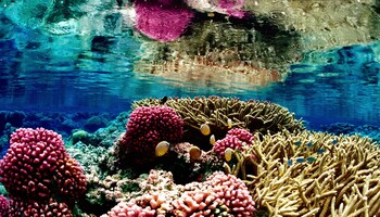 Una barreira corallina (fonte: Jim Maragos/U.S. Fish and Wildlife Service, da Wikipedia) (ANSA)