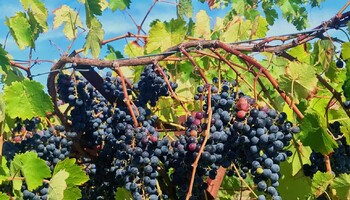 Gli ultimi 2.000 anni hanno visto un continuo scambio di geni tra le uve selvatiche europee e quelle da vino (fonte: Yongfeng Zhou) (ANSA)