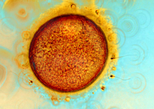 Ovocita umano ed uno spermatozoo che penetra nella zona pellucida (fonte: Spike Walker) © Ansa