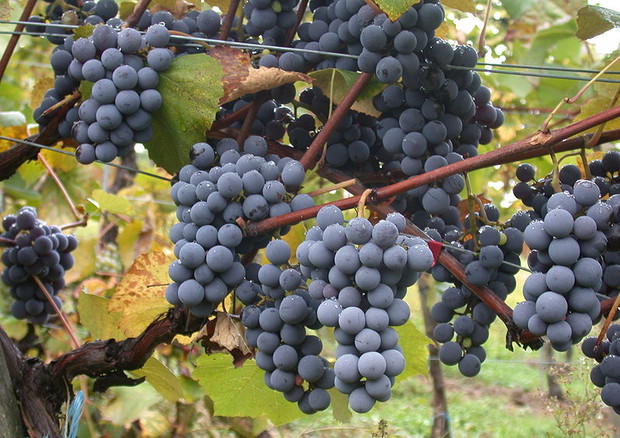 L'uva nera è ricca di resveratrolo © Ansa