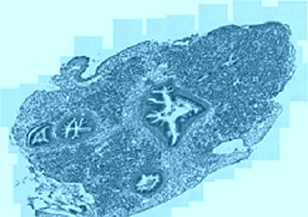  Sezione di tessuto di mollusco vista al microscopio ottico (fonte: Marco Girasole) © Ansa