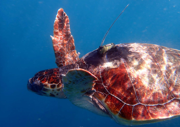 Il rilascio in mare di 3 tartarughe a Punta Campanella (AMP punta Campanella) © ANSA