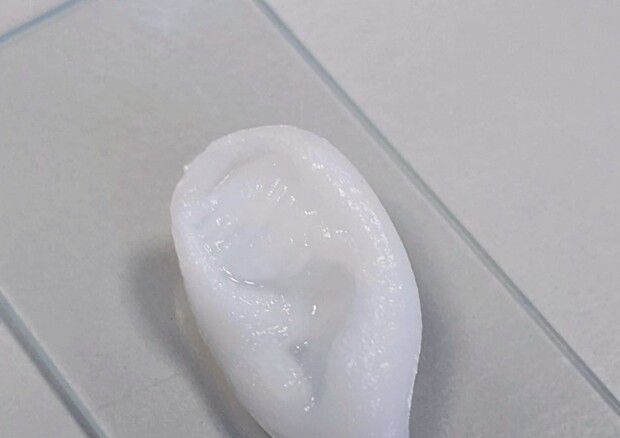 Un orecchio stampato in 3D (fonte: Martina Marcotulli, Gianluca Cidonio/IIT) © Ansa