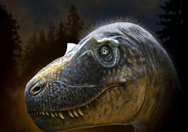 Daspletosaurus wilsoni aveva creste sopraccigliari uniche (fonte: © Andrey Atuchin & Badlands Dinosaur Museum) (ANSA)