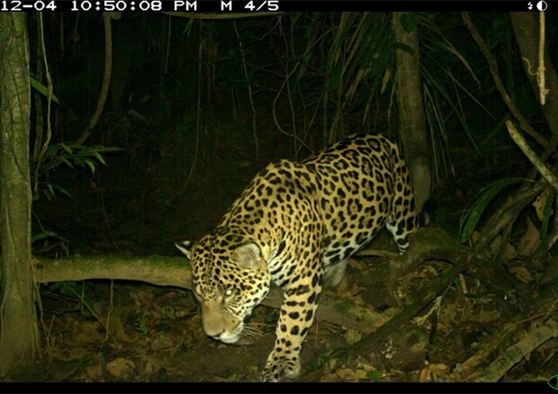 Un giaguaro ripreso da una fototrappola (fonte: WCS Ecuador) © Ansa