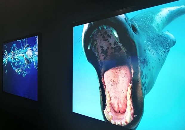 Alcune foto della mostra 'Oceani' (fonte: National Geographic – Palazzo blu) (ANSA)