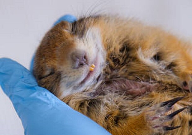 Gli scoiattoli di terra artici vanno in letargo per otto-nove mesi l’anno senza mangiare, entrando in un vero e proprio stato di ibernazione (fonte: Todd Paris, University of Alaska) © Ansa