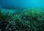 Reti biodegradabili in mare per posidonia, test a Livorno