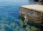 Giro dell'Elba a nuoto per tutela ambiente dell'isola