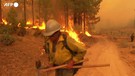 Incendi in California, in soccorso delle sequoie giganti centinaia di vigili del fuoco (ANSA)