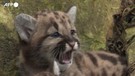 Programma per le specie minacciate in Peru', nascono puma, giaguari e rari macachi gemelli (ANSA)