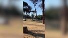 Roma, decimata la pineta di Garibaldi a Villa Pamphili (ANSA)