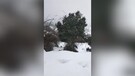 Maltempo, neve in Sardegna: allevatori portano il foraggio alle mandrie isolate (ANSA)