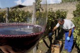Covid-19: nuove misure Ue in aiuto di vino e ortofrutta (ANSA)