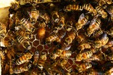 La start-up comasca 3Bees vince bando Ue con progetto su api (ANSA)