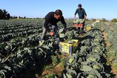 Coop Ravenna tra buone pratiche Ue giovani agricoltori (ANSA)