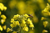 Fiere: api, natura ed enogastronomia a Piacenza Expo (ANSA)