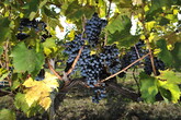 Rigotti confermato a capo delle organizzazioni Ue del vino (ANSA)