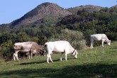 Al via piano Regione Sicilia a sostegno razze bovine autoctone (ANSA)