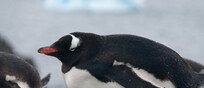 Un esemplare di Pigoscelide antartico (fonte DurkTalsma, iStock)