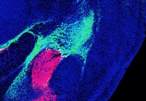 In verde la regione del talamo e in rosso la regione del tronco encefalico che inviano segnali all’amigdala (fonte: Salk Institute) (ANSA)